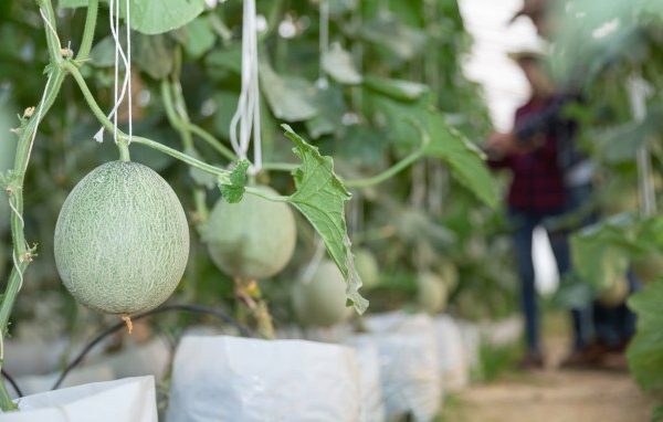 ilustrasi petani milenial menanam melon